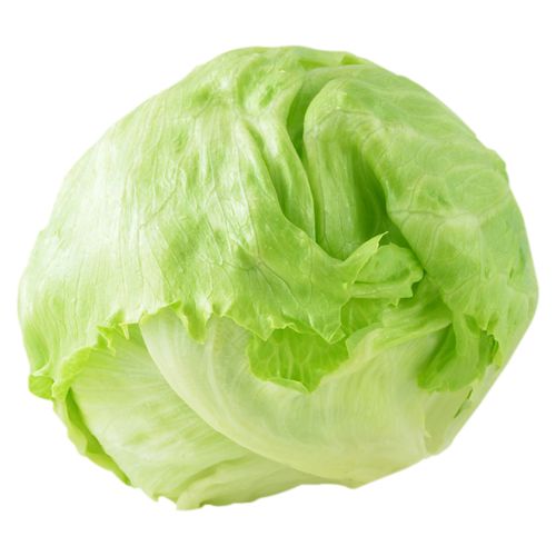 Lechuga Cabeza con un peso aproximado de 0.72 libra